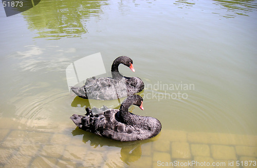 Image of black-swan