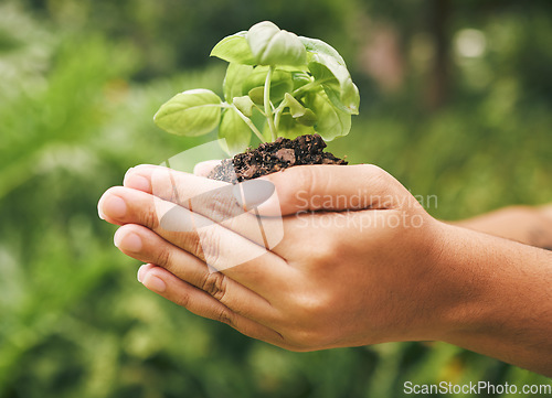 Image of Plant, growth and hands in support of sustainability, agriculture and start of gardening project on a blurred green background. Natural environment, farming and ecology for carbon footprint in nature