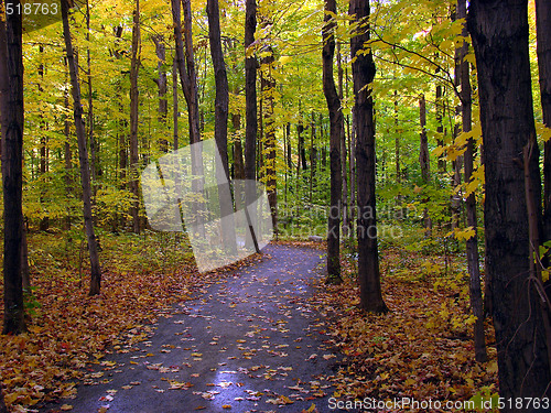 Image of Fall foliage