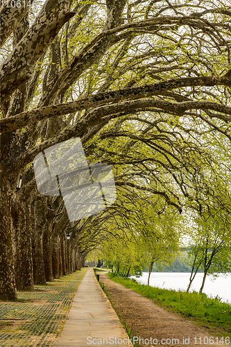 Image of Trees along the river side in Ponte de Lima