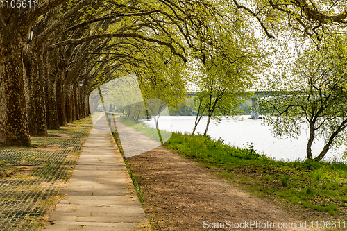 Image of Trees along the river side in Ponte de Lima