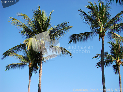 Image of Palm trees