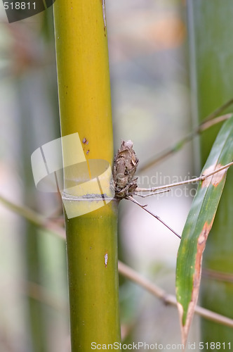 Image of Bamboo