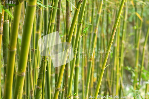 Image of Bamboo