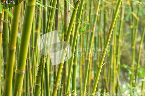 Image of Bamboo