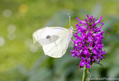 Image of beautiful butterfly on blooming flower