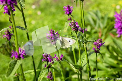 Image of beautiful butterfly on blooming flower