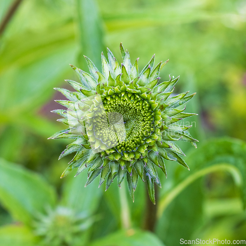 Image of green echinacea flower bud