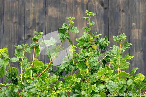 Image of gooseberry bush with green leaves