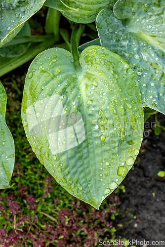 Image of wet green leaf