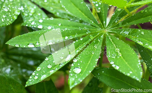 Image of wet lupine leaf