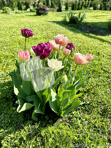 Image of beautiful colorful tulips