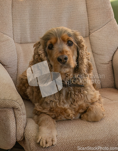 Image of English Show Cocker Spaniel on Chair