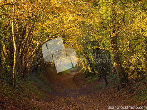 Image of Halnaker Tree Tunnel