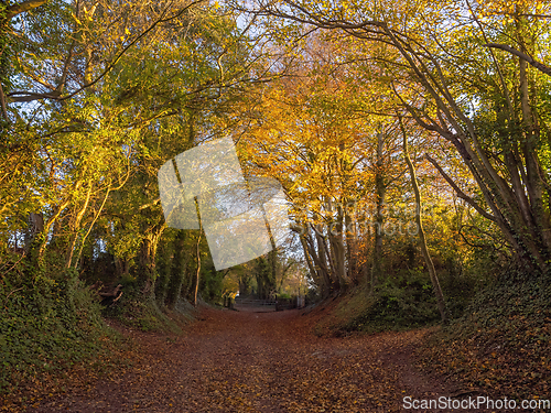 Image of Halnaker Tree Tunnel 