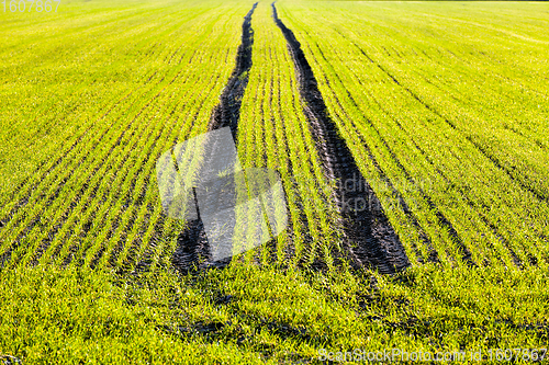 Image of sprouts of wheat in Eastern Europe