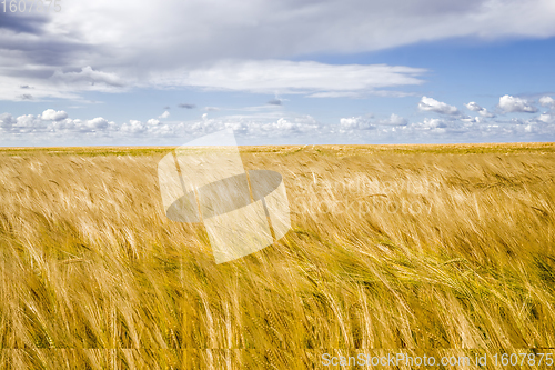 Image of Golden cereals