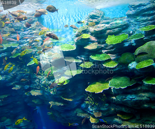 Image of Corals with fish