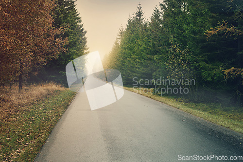 Image of Road, forest and trees in nature sunset of path for travel and scenic view for vacation or holiday in the outdoors. Clean empty street of a beautiful natural environment for countryside traveling