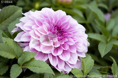 Image of Pink dahlia flower