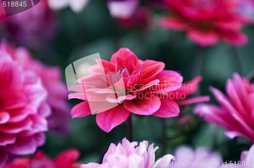 Image of Blooming dahlia flowers