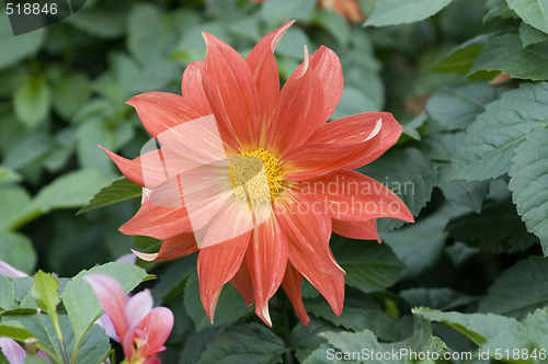 Image of Blooming dahlia flower