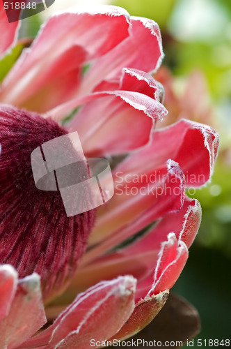 Image of Close up blooming protea