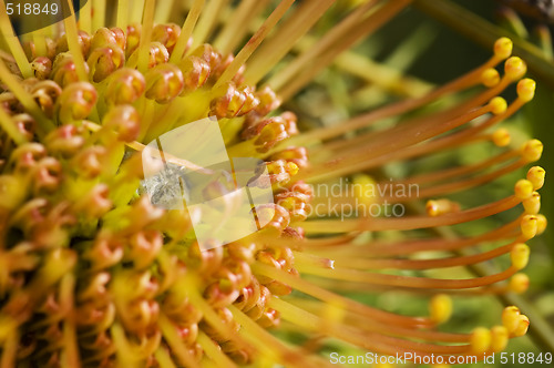 Image of Yellow blooming protea pincushion