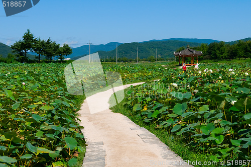 Image of Lotus pond