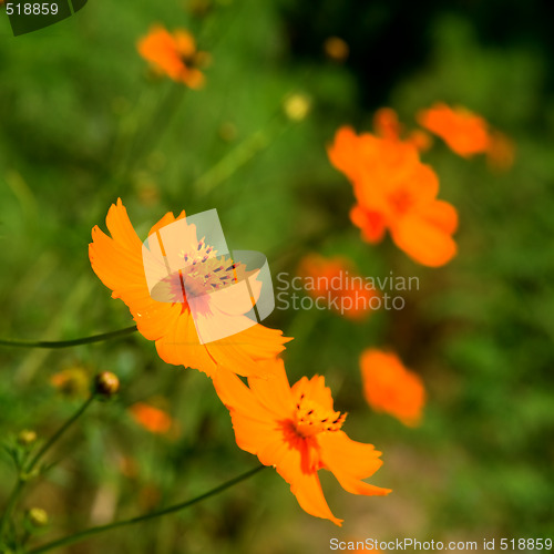 Image of Orange marguerite