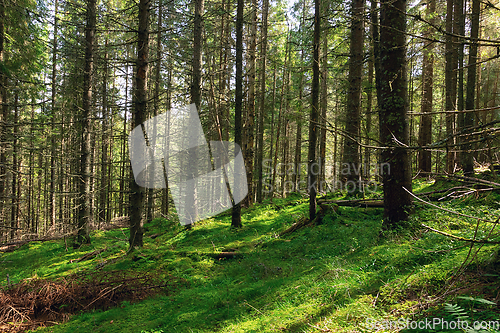 Image of beautiful wild forest in Apuseni