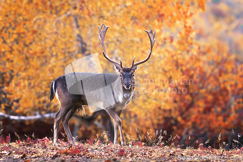 Image of fallow deer stag in beautiful autumn setting