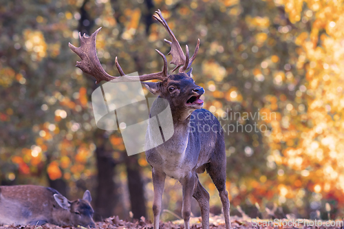 Image of Fallow deer stag in mating season