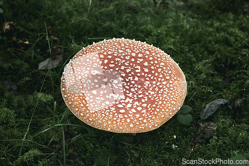 Image of fly agaric in natural habitat