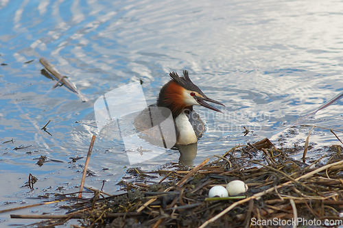 Image of great crested grebe near the nest