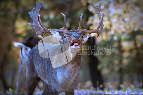 Image of portrait of roaring deer