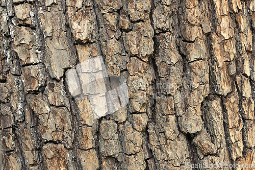 Image of oak tree bark texture