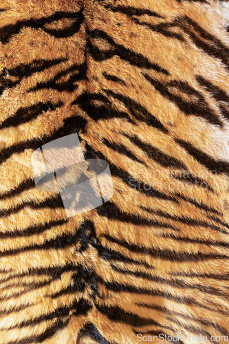 Image of tiger pelt with beautiful stripes