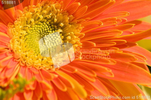 Image of Orange marguerite