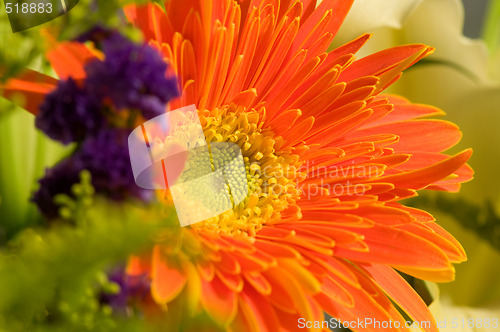 Image of Orange marguerite