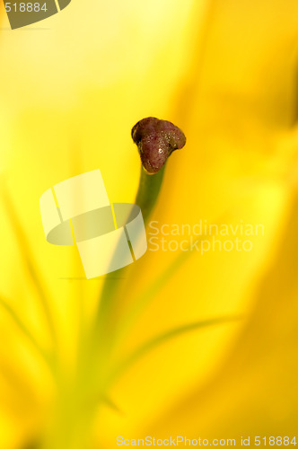 Image of Stamen of yellow Lily