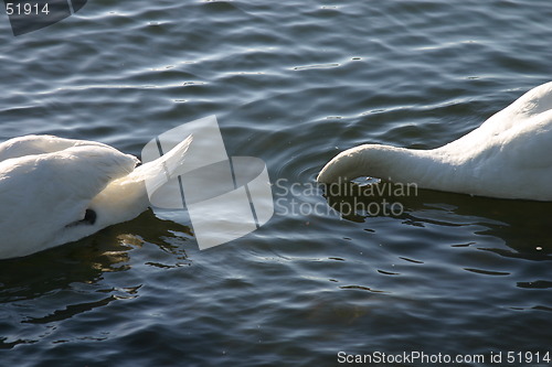 Image of Continuous Swans