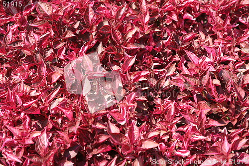 Image of Red Grass