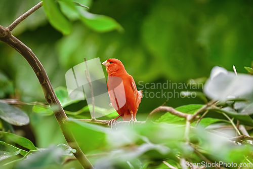 Image of Red canary