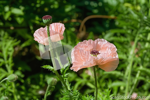 Image of Blossom of poppy flower