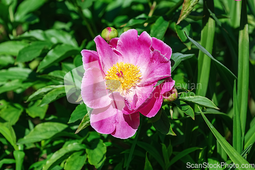 Image of Flower of Peony