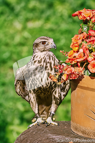 Image of Saker falcon (Falco cherrug)