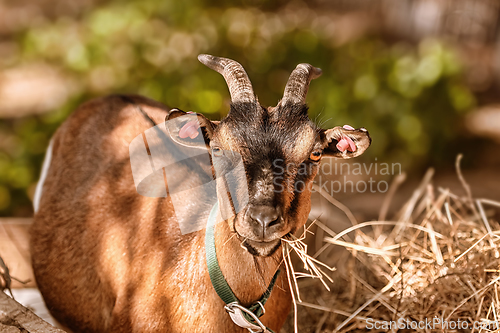 Image of Portrait of goat