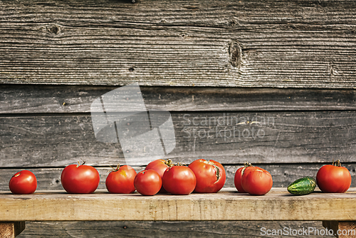 Image of Row of tomatoes on a bench