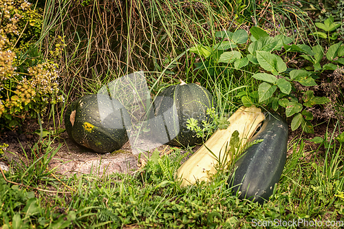 Image of Pumpkins and squashes on the grass